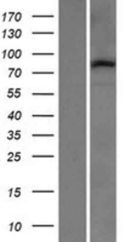 Novus Biologicals&trade;&nbsp;PCDHB14 Overexpression Lysate