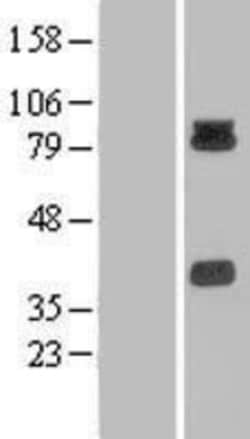 Novus Biologicals™ PCDHB15 Overexpression Lysate