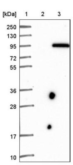 PCDHB15 Antibody, Novus Biologicals:Antibodies:Primary Antibodies