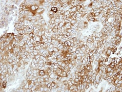 PCDHB16 Antibody, Novus Biologicals 0.1mL; Unlabeled:Antibodies, Polyclonal