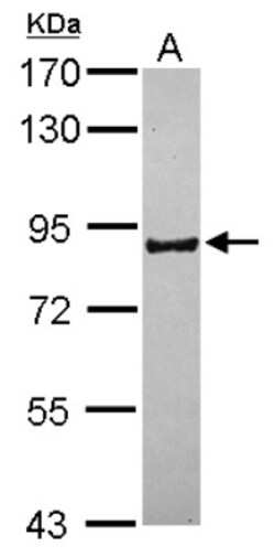 PCDHB16 Antibody, Novus Biologicals 0.1mL; Unlabeled:Antibodies, Polyclonal