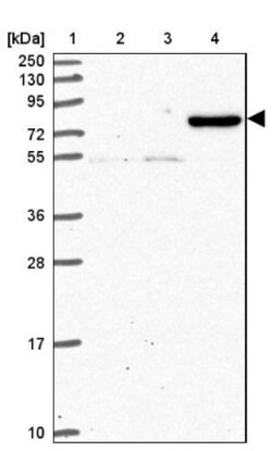 PCDHB1 Antibody, Novus Biologicals 25 &mu;L, Unlabeled:Antibodies, Polyclonal