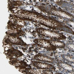 PCDHB5 Antibody, Novus Biologicals:Antibodies:Primary Antibodies