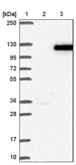 PCDHGA1 Antibody, Novus Biologicals 25ul | Buy Online | Novus Biologicals | Fisher Scientific