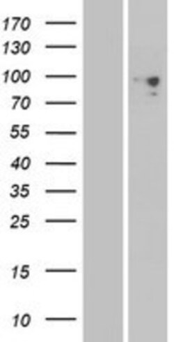 Novus Biologicals&trade;&nbsp;PCDHGA6 Overexpression Lysate