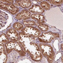 PCDHGB3 Antibody, Novus Biologicals 0.1mL; Unlabeled:Antibodies, Polyclonal