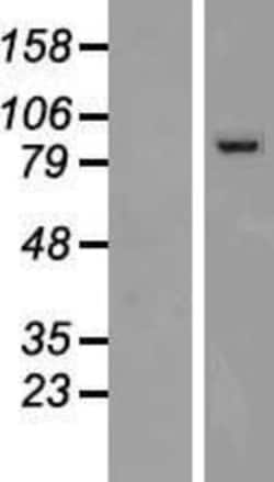 Novus Biologicals&trade;&nbsp;PCDHGC4 Overexpression Lysate