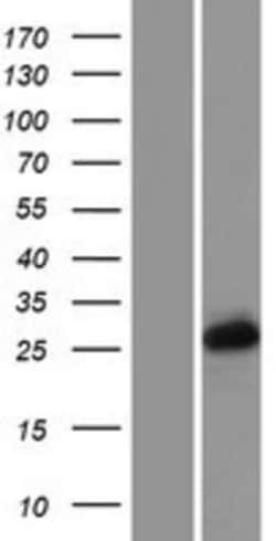 Novus Biologicals&trade;&nbsp;PCGF3 Overexpression Lysate