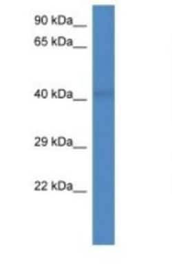 PCID2 Antibody, Novus Biologicals:Antibodies:Primary Antibodies