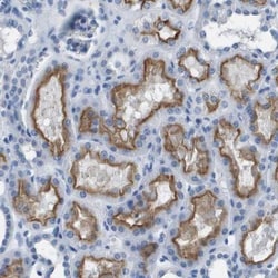 PCLKC Antibody, Novus Biologicals 0.1mL; Unlabeled:Antibodies, Polyclonal