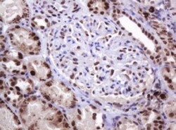 PCNA Antibody (OTI3D6), Novus Biologicals 0.1mL; Unlabeled:Antibodies,