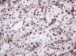 PCNA Antibody (OTI3D6), Novus Biologicals 0.1mL; Unlabeled:Antibodies,