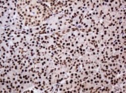PCNA Antibody (OTI3D6), Novus Biologicals 0.1mL; Unlabeled:Antibodies,