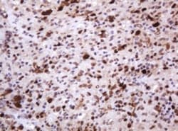 PCNA Antibody (OTI3D6), Novus Biologicals 0.1mL; Unlabeled:Antibodies,