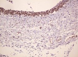 PCNA Antibody (OTI3D6), Novus Biologicals 0.1mL; Unlabeled:Antibodies,