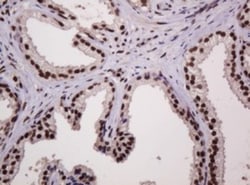 PCNA Antibody (OTI3D6), Novus Biologicals 0.1mL; Unlabeled:Antibodies,