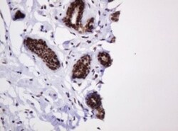PCNA Antibody (OTI3D6), Novus Biologicals 0.1mL; Unlabeled:Antibodies,