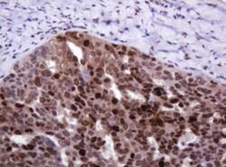 PCNA Antibody (OTI3D6), Novus Biologicals 0.1mL; Unlabeled:Antibodies,