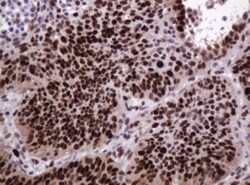 PCNA Antibody (OTI3D6), Novus Biologicals 0.1mL; Unlabeled:Antibodies,