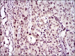 PCNA Antibody (7H4F8) - BSA Free, Novus Biologicals 0.025 mL, Unlabeled:Antibodies,