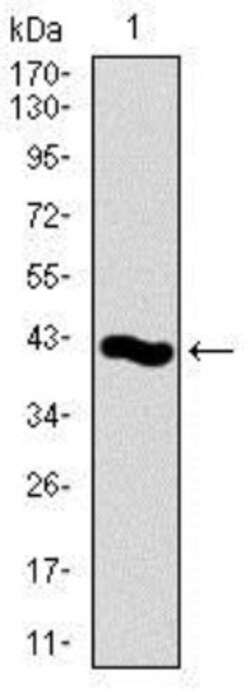 PCNA Antibody (7H4F8) - BSA Free, Novus Biologicals 0.025 mL, Unlabeled:Antibodies,