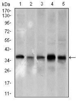 PCNA Antibody (7H4F8) - BSA Free, Novus Biologicals 0.025 mL, Unlabeled:Antibodies,