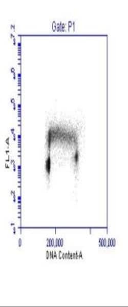PCNA Antibody, Novus Biologicals 0.1mL; Unlabeled:Antibodies, Polyclonal