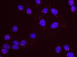 PCNA Antibody, Novus Biologicals 0.1mL; Unlabeled:Antibodies, Polyclonal