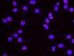 PCNA Antibody, Novus Biologicals 0.1mL; Unlabeled:Antibodies, Polyclonal