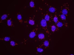 PCNA Antibody, Novus Biologicals 0.1mL; Unlabeled:Antibodies, Polyclonal