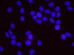 PCNA Antibody, Novus Biologicals 0.1mL; Unlabeled:Antibodies, Polyclonal