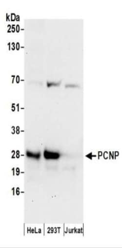 PCNP Antibody, Novus Biologicals 0.1mL:Antibodies, Polyclonal