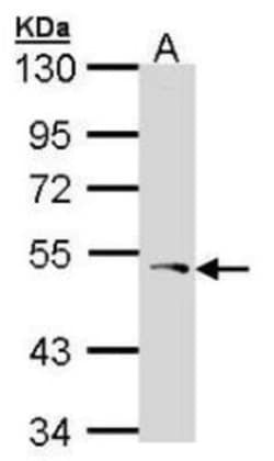 PCPE-1/PCOLCE Antibody, Novus Biologicals 0.1mL; Unlabeled:Antibodies,