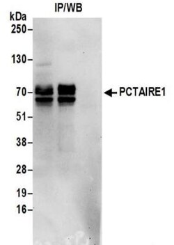 PCTAIRE1 Antibody, Novus Biologicals 0.1mg; Unlabeled:Antibodies, Polyclonal