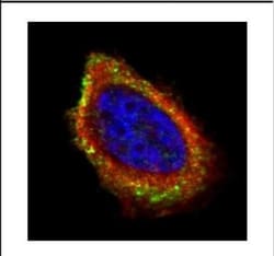 PCYOX1 Antibody, Novus Biologicals 0.1mL; Unlabeled:Antibodies, Polyclonal