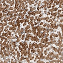 PCYOX1 Antibody, Novus Biologicals:Antibodies:Primary Antibodies