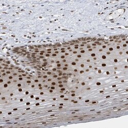 PCYT1A Antibody, Novus Biologicals:Antibodies:Primary Antibodies