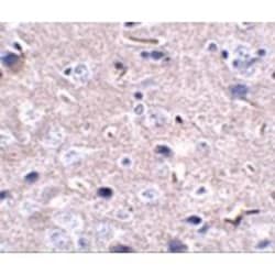 PD-1 Antibody (12A7D7) - BSA Free, Novus Biologicals 0.025 mg, Unconjugated:Antibodies,