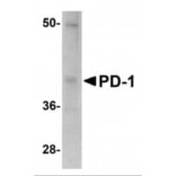 PD-1 Antibody (12A7D7) - BSA Free, Novus Biologicals 0.025 mg, Unconjugated:Antibodies,