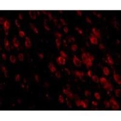 PD-1 Antibody (7A11B1) - BSA Free, Novus Biologicals 0.025 mg, Unconjugated:Antibodies,