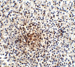 PD-1 Antibody (7A11B1) - BSA Free, Novus Biologicals 0.025 mg, Unconjugated:Antibodies,