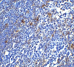 PD-1 Antibody - BSA Free, Novus Biologicals 0.025mg; Unlabeled:Antibodies,