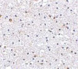 PD-1 Antibody - BSA Free, Novus Biologicals 0.025mg; Unlabeled:Antibodies,