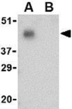 PD-1 Antibody - BSA Free, Novus Biologicals 0.025mg; Unlabeled:Antibodies,