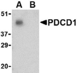 Novus Biologicals&trade;&nbsp;PD-1 Antibody Blocking Peptide