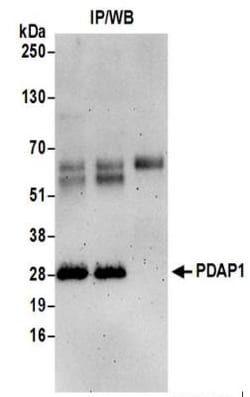PDAP1 Antibody, Novus Biologicals 100 &mu;L | Buy Online | Novus Biologicals | Fisher Scientific