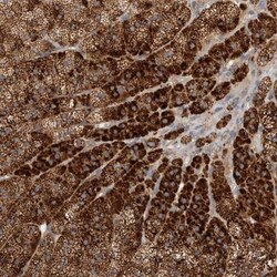 CKAP1 Antibody, Novus Biologicals:Antibodies:Primary Antibodies