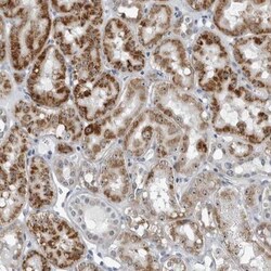 PDCD11 Antibody, Novus Biologicals:Antibodies:Primary Antibodies