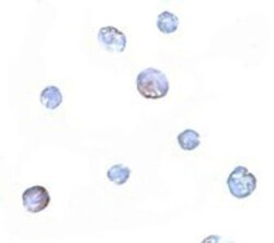 PDCD5 Antibody - BSA Free, Novus Biologicals 0.1mg; Unlabeled:Antibodies,