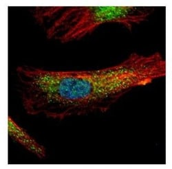 PDCD6 Antibody, Novus Biologicals 0.1mL; Unlabeled:Antibodies, Polyclonal